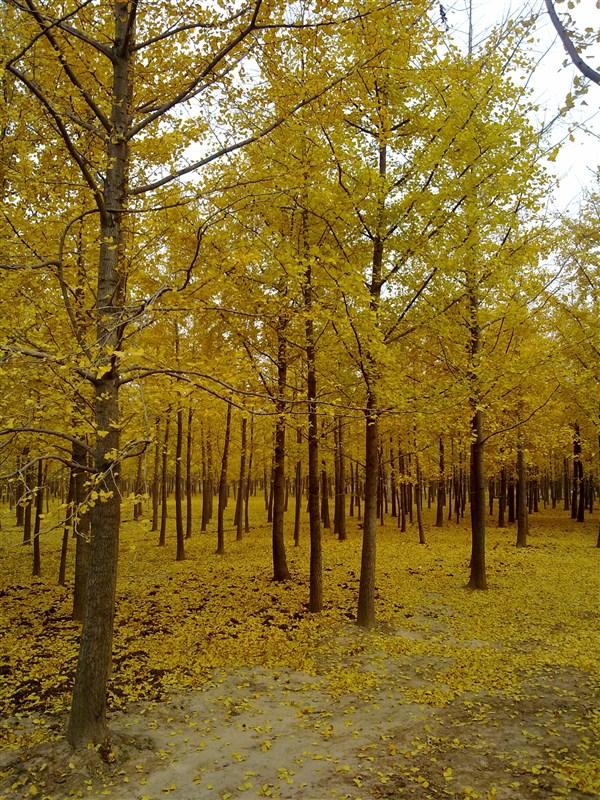 供应优质银杏树｜宁夏中榆林业科技集团专业乔灌木供应